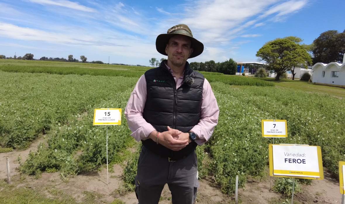 Genética, inoculación y el desafío de expandir la arveja en el campo argentino